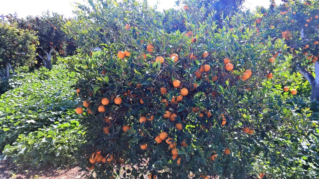 Aphrodite Beachfront Penthouse Apartment Ghaziveran エクステリア 写真